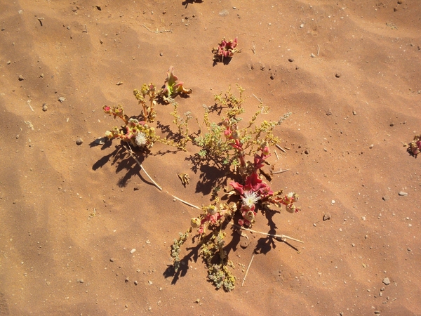 Namibi