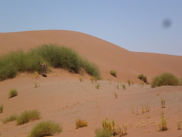 Namibi