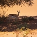 Springbok