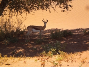 Springbok