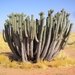 Euphorbia