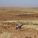 Oryx