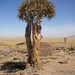 Kokerboom