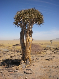 Kokerboom