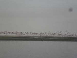 Witte en roze flamingo's