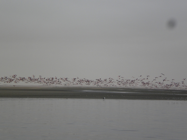 Namibi