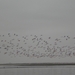 Zoveel
