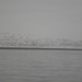 Vlucht flamingo's