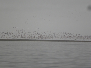 Vlucht flamingo's