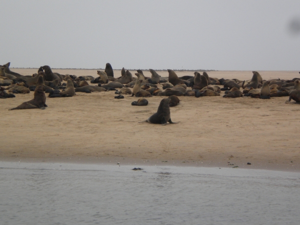 Namibi