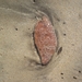 DSCN2784