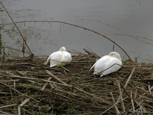 OMGEVING HOOGSTRATEN - MEER