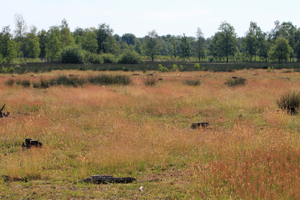 OMGEVING OSSENDRECHT - NEDERLAND