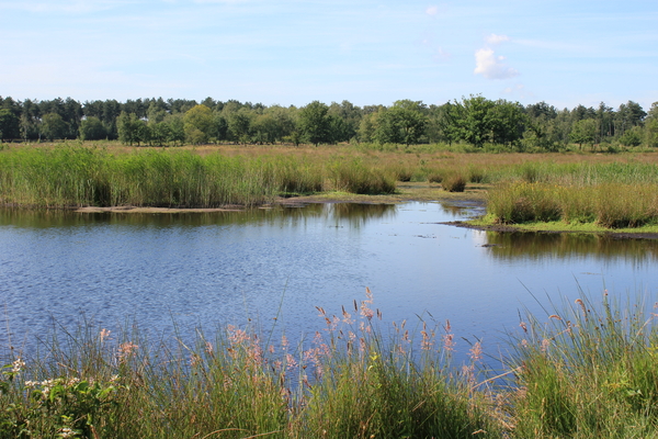 OMGEVING OSSENDRECHT - NEDERLAND