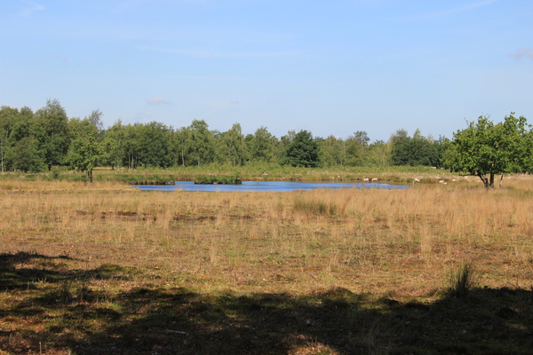 OMGEVING OSSENDRECHT - NEDERLAND