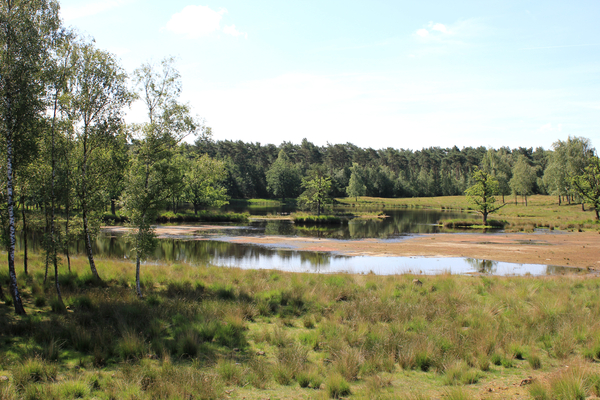 OMGEVING OSSENDRECHT - NEDERLAND