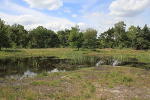 OMGEVING OSSENDRECHT - NEDERLAND