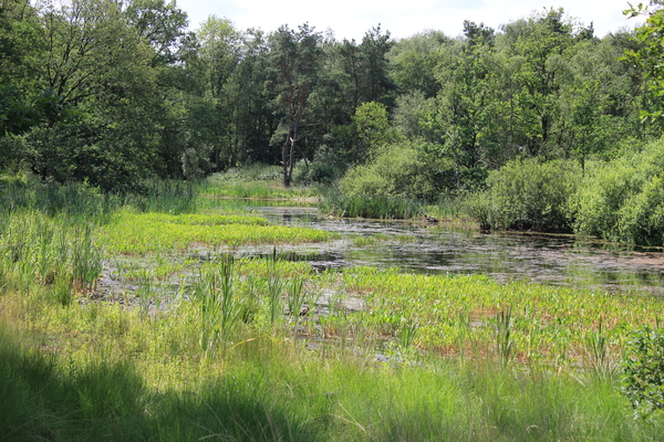 OMGEVING OSSENDRECHT - NEDERLAND