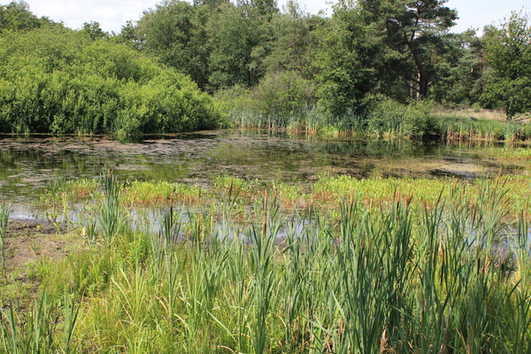 OMGEVING OSSENDRECHT - NEDERLAND