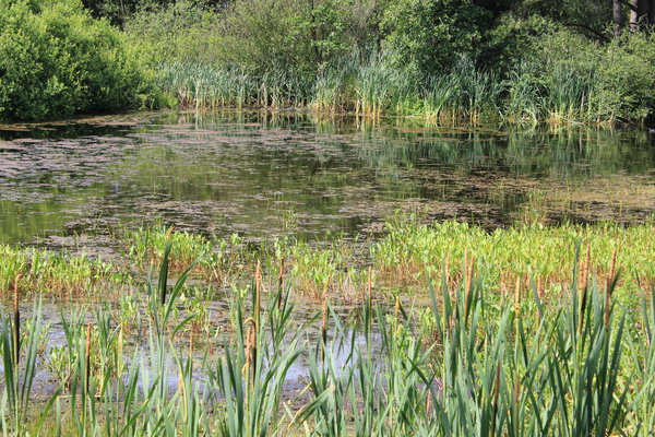 OMGEVING OSSENDRECHT - NEDERLAND