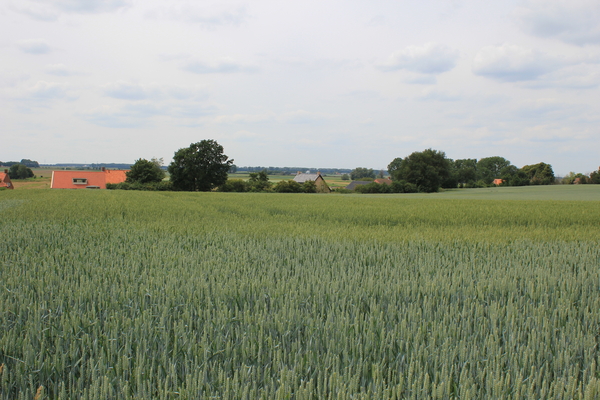 OMGEVING OSSENDRECHT - NEDERLAND