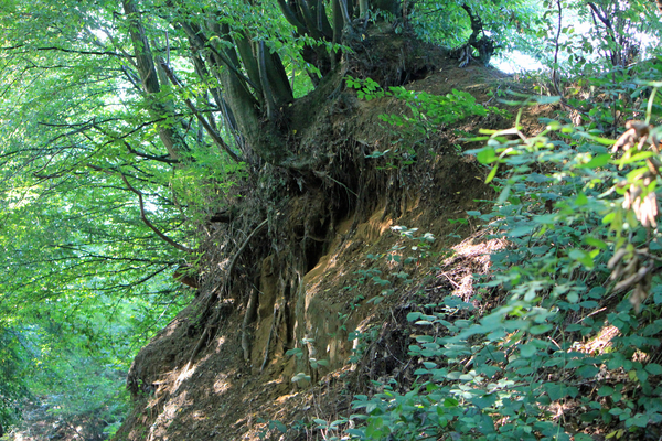 OMGEVING HALEN - LOKSBERGEN