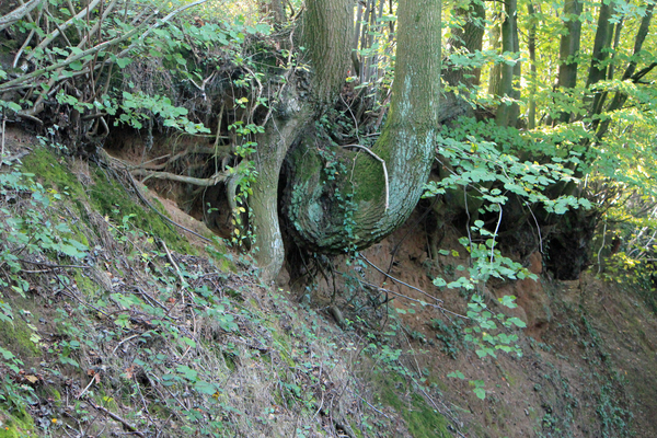 OMGEVING HALEN - LOKSBERGEN