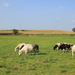 OMGEVING HALEN - LOKSBERGEN