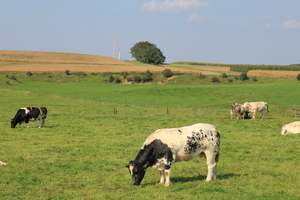 OMGEVING HALEN - LOKSBERGEN