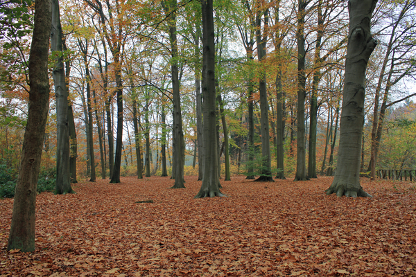 OMGEVING GROBBENDONK - BOUWEL