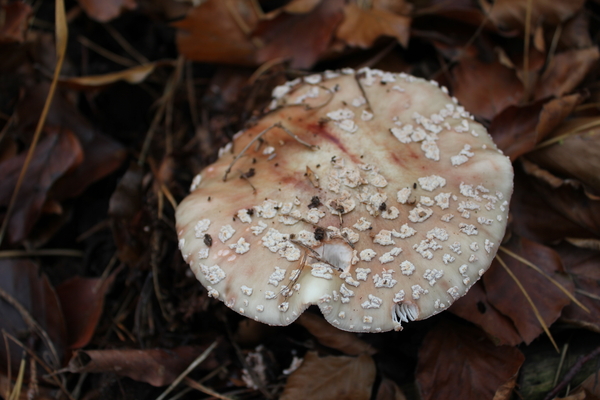 OMGEVING GROBBENDONK - BOUWEL