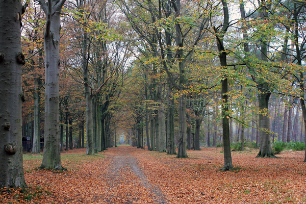 OMGEVING GROBBENDONK - BOUWEL