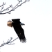 006 Bald Eagle