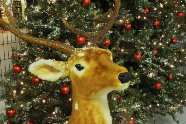 Rudolf