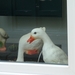 Eendjes