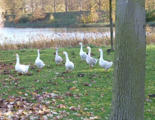 Vestinggracht bewoners