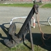 Amkerbeeld