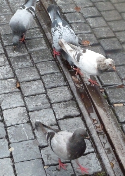 Antwerp, straat