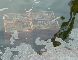 Creusen worden bewaard in zout water