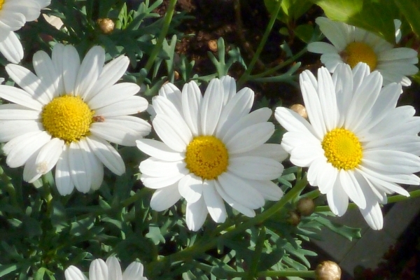 Margrietjes