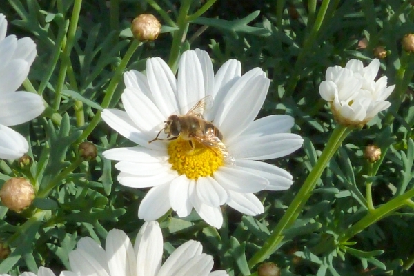 Zomer