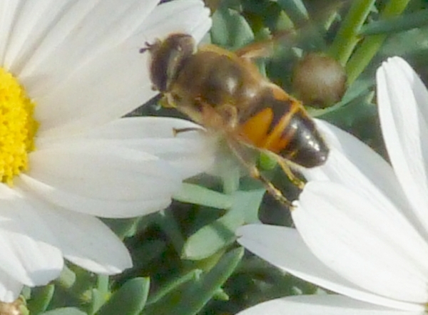 Zomer