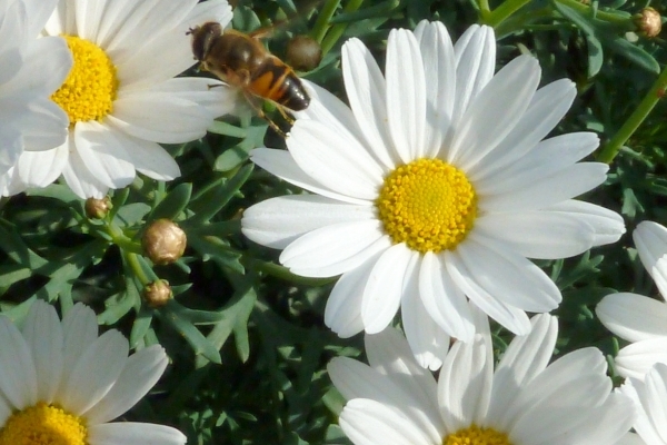 Zomer