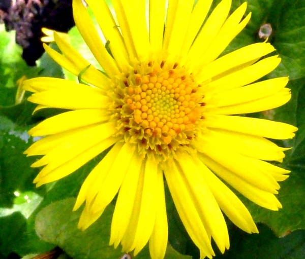 Zomer
