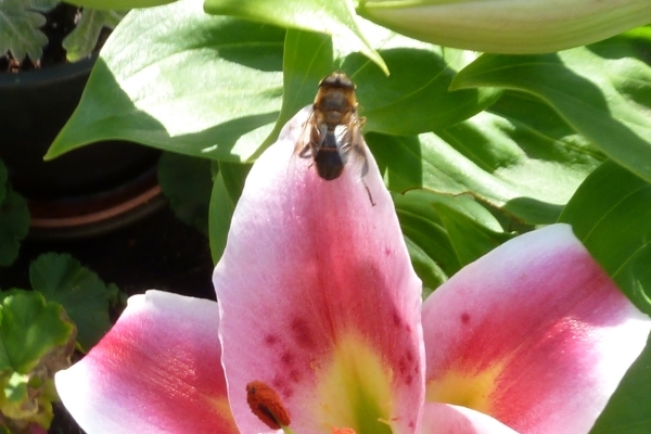 Zomer