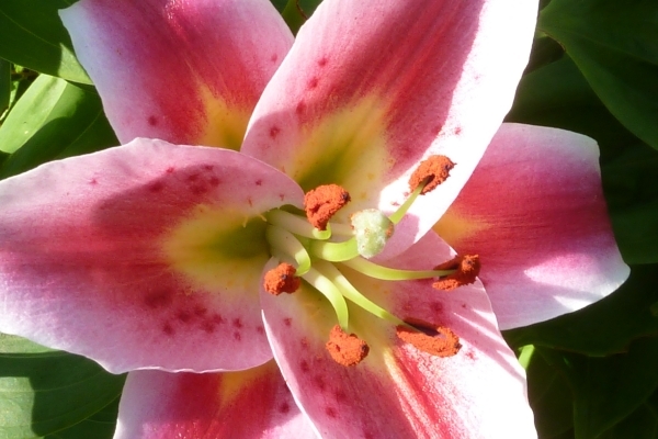 Zomer