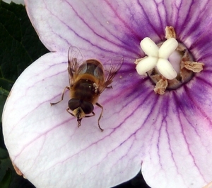 Bij en passiebloem