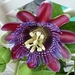 Passiebloem