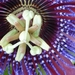 Passion  flower