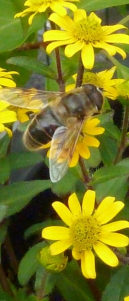 Zomer
